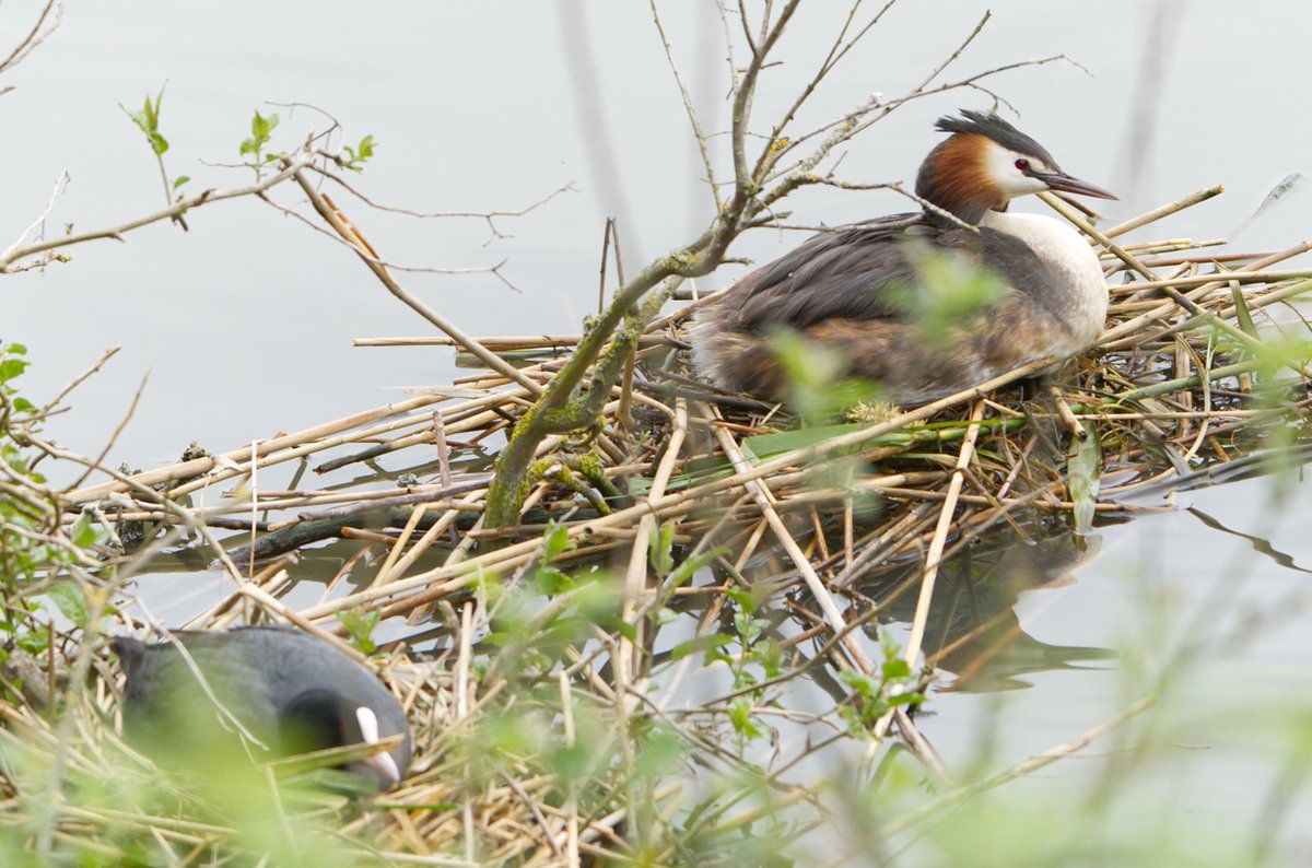 Haubentaucher und Blässhuhn brüten in Nachbarschaft #Natur #Fotografie great crested grebe and coot breeding #NaturePhotography