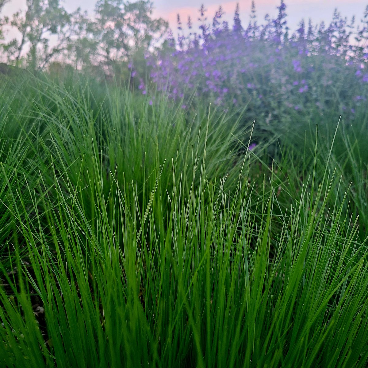 Everything has turned #Green 49F #MorningWalk #Dawn #Sunrise #BestTimeOfDay #WonderingWhileWalking #Photography #TakeAnotherShot #DontLoseFocus #DoItForYou #GetAfterIt #PhotoChallenge2024