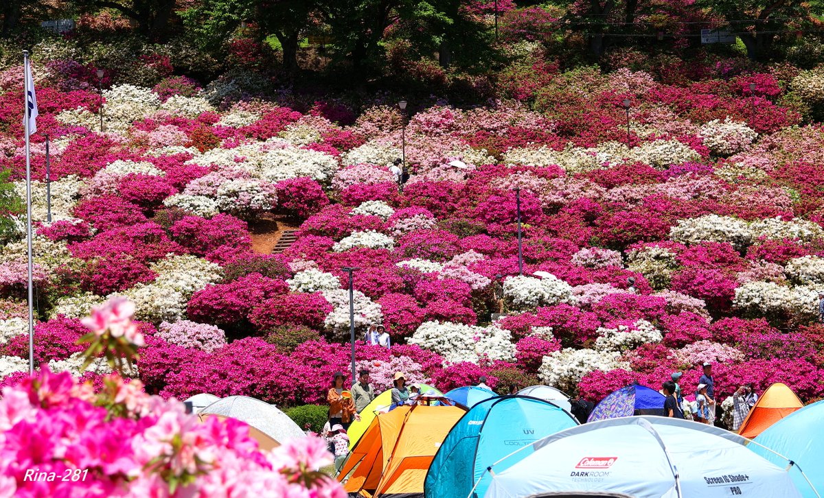 福井県鯖江市にある西山公園に咲く沢山のツツジの花です✨ 傾斜いっぱいにツツジが咲いており、まるでステージのような光景にも見え、大迫力の光景でもありました！ 春はサクラ、秋はもみじと季節のよって様々な姿を楽しむことが出来る素晴らしい公園です😊📸