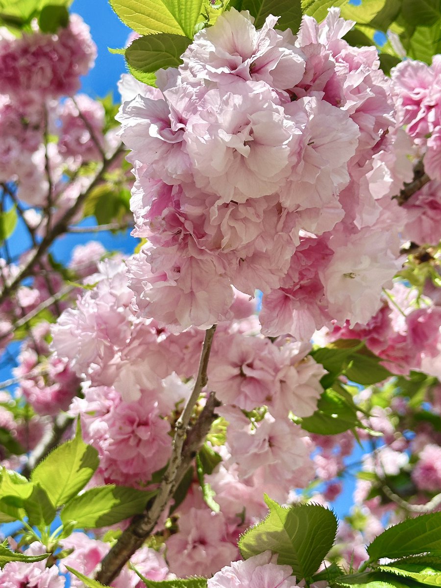 牡丹桜パート2🌸
前回のよりピンクが濃いですよ！