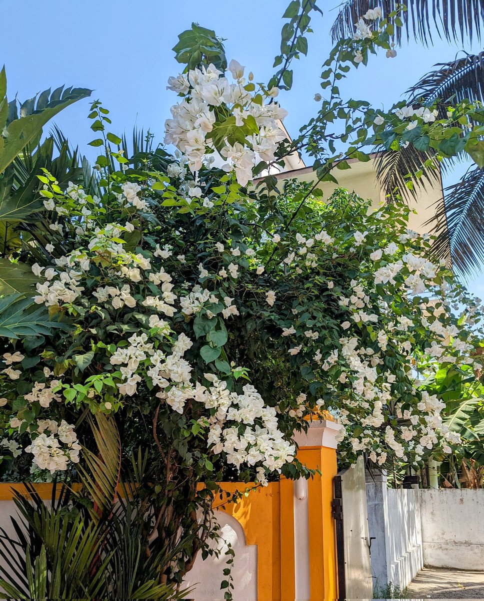 Found this beautiful bougainvillea in Bengaluru❤️