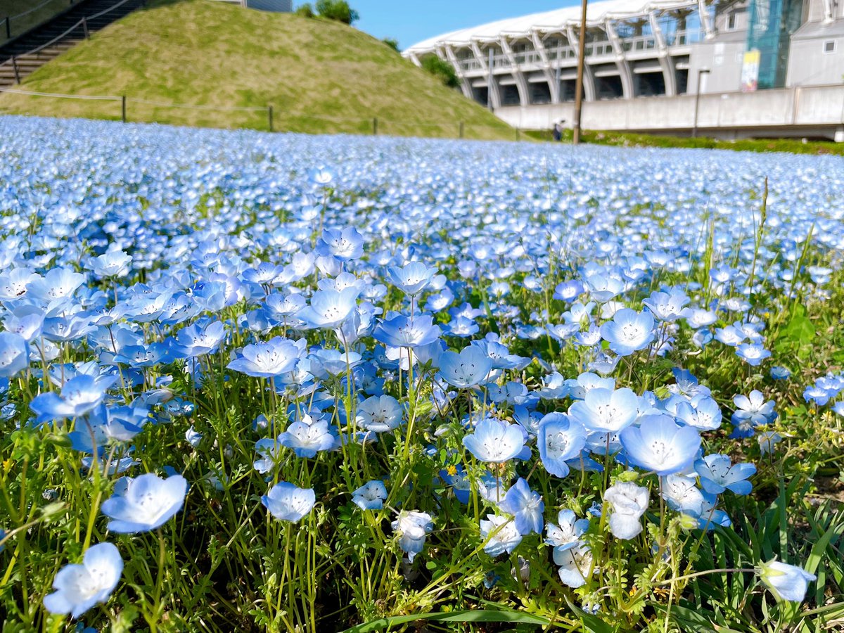 お散歩日和のいい天気だった➰🩵