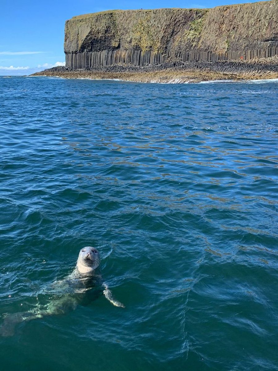 Whatever you’re doing, pause for a moment and look at this photo of a curious seal at Staffa NNR. The cutest visitor of Fingal's Cave? 🤔 📸 Gordon Bruce #ForTheLoveOfScotland