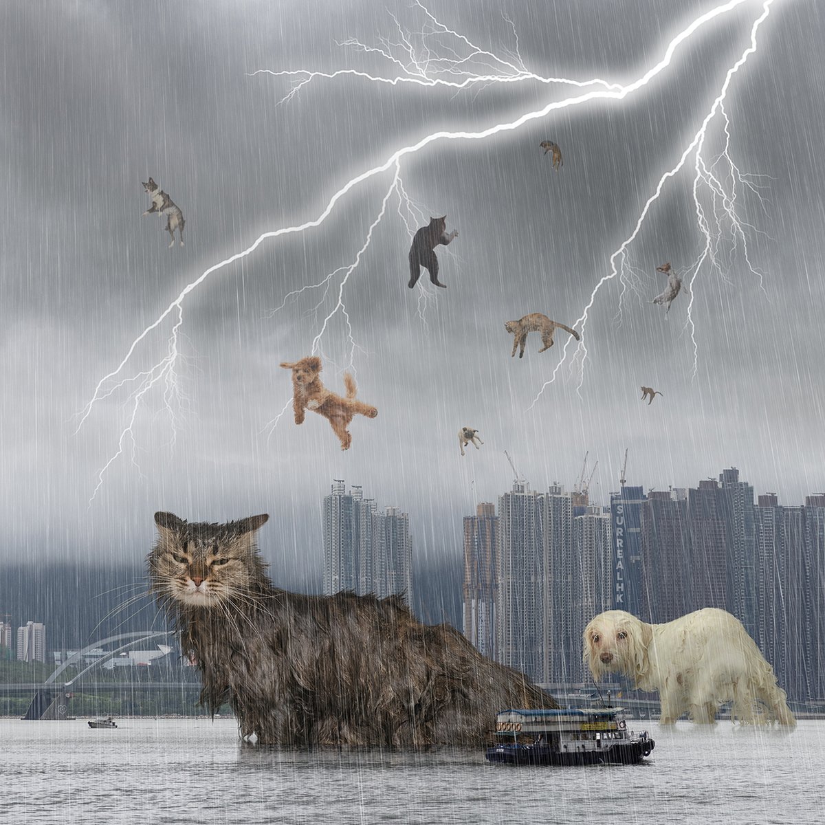 It's raining cats and dogs!
落貓落狗!

(No animals were harmed in the making of this artwork)

#RainingCatsAndDogs #Rain #Pouring #紅雨
#cats #dogs #kitty 
#p圖 
#Photoshop 
#MadeWithPhotoshop 
#PhotoManipulation 
#NotAI 
#HongKong 
#surrealhk