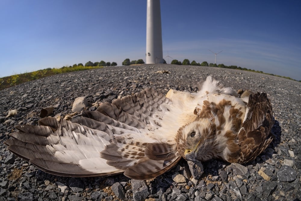 Grüner 'Massenmord': 69 tote Vögel unter einer Windpark-Anlage entdeckt - journalistenwatch.com/2024/05/04/gru…