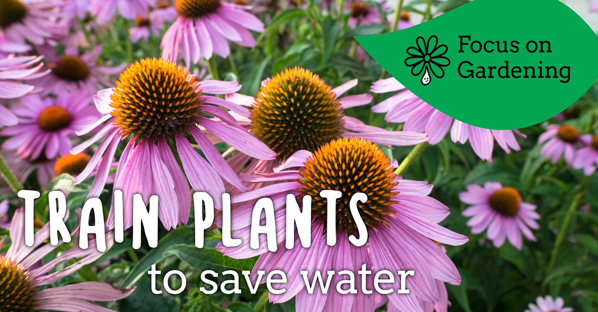 You can train your plants to become drought athletes. Reduce the amount of water you use, without causing them to wilt, and your plants will adapt. Discover tips on how to manage and save water in the garden: watersworthsaving.org.uk/top-tips/garde… #NationalGardeningWeek #WatersWorthSaving