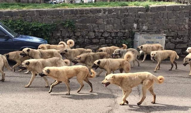 Yeni Şafak yazarı Yahya Bostan:

Eğer hiçbir tedbir alınmazsa, 2030 yılında Türkiye’deki sahipsiz köpek sayısının 50 milyonu bulabileceği söyleniyor. Yani bir kaç yıl içinde sokaklar yürünemez hale gelebilir.