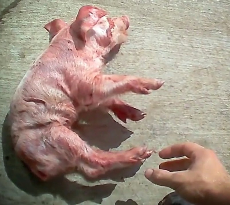 Paul_Vegano's tweet photo. Thumping is legal and standard practice across farms, this is done by bashing piglets' heads on the concrete when they are seen sickly and underweight thus, unprofitable for farms

Stop Supporting Animal Cruelty
GoVegan🌎🌱

#AnimalRights #GoVegan #EndSpeciesism #Vegan #RosesLaw https://t.co/adoG0lEz5X