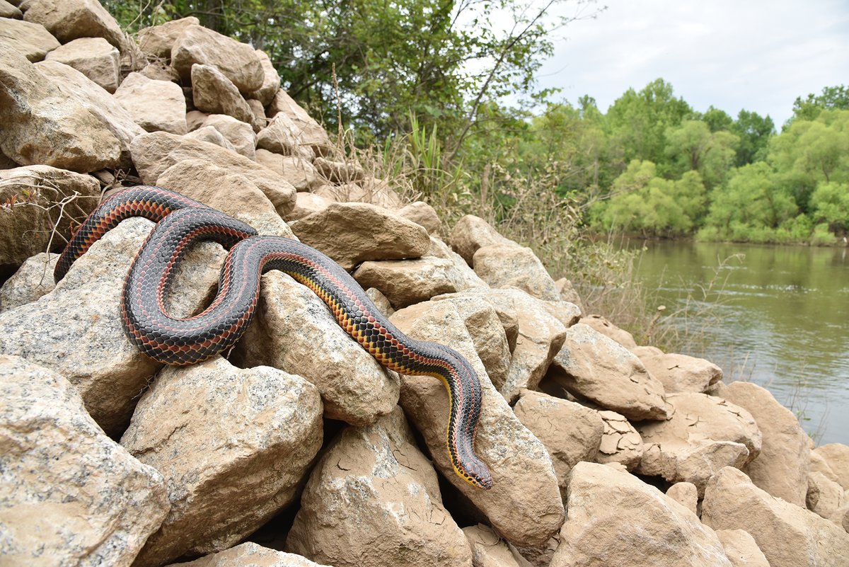 'A rainbow snake from Southern Georgia that was found basking during our snake fungal disease study...' Our Photo of the Month was captured by Dane Conley - thank you for sharing your work with us! Read more about Dane and his research on our website: oriannesociety.org/photo-of-the-m…