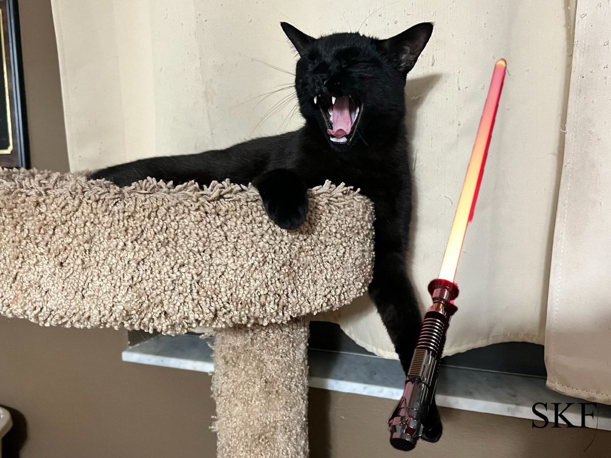 Phantom: Good #Caturday Morning Everyone and happy #Maythe4thBeWithYou Day, Now bring me my breakfast Big Guy or I will unleash the power of the Dark Side all over your bed. 😹😹😹 #CatsOfTwitter #Panfur