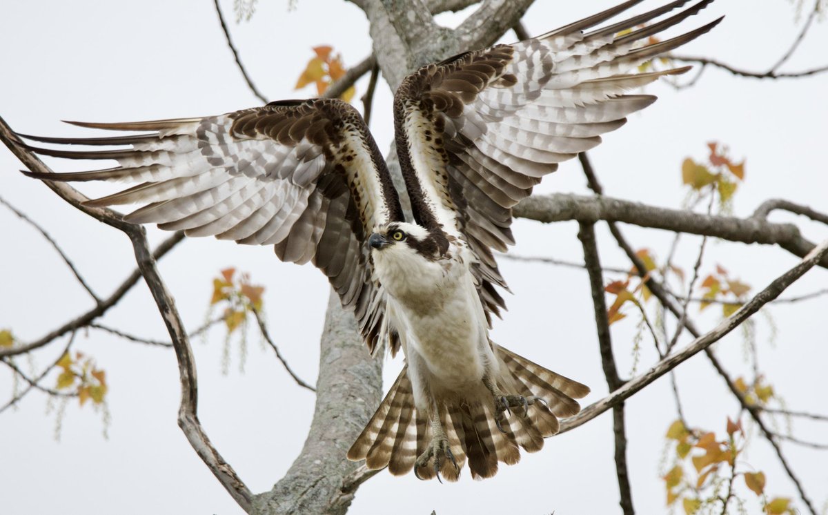 I love when ospreys make this shape ❤️. #TwitterNatureCommunity #CTNatureFans #MayMotionChallenge #osprey