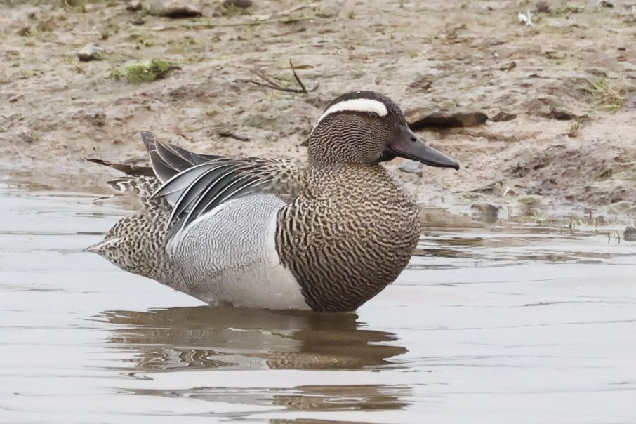 🦆 Let's call it a duck weekend! A Garganey, Spatula querquedula has been spotted at Seaton Wetlands 🥰 A beautiful summer migrant which has travelled from Africa. There is estimated to be around 100 breeding pairs (BTO). Making it a rare bird. 📸 Sue Smith