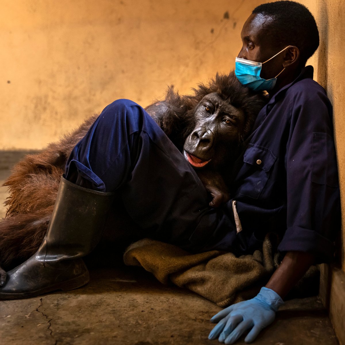 Bouleversante et poignante photo des derniers souffles de Ndakasi, gorille des montagnes 🦍, alors qu’elle repose dans les bras de Andre Bauma, son sauveteur et soignant depuis 13 ans.

Ndakasi, ayant perdu toute sa famille à cause d'une mafia barconnière, vivait depuis ses deux…