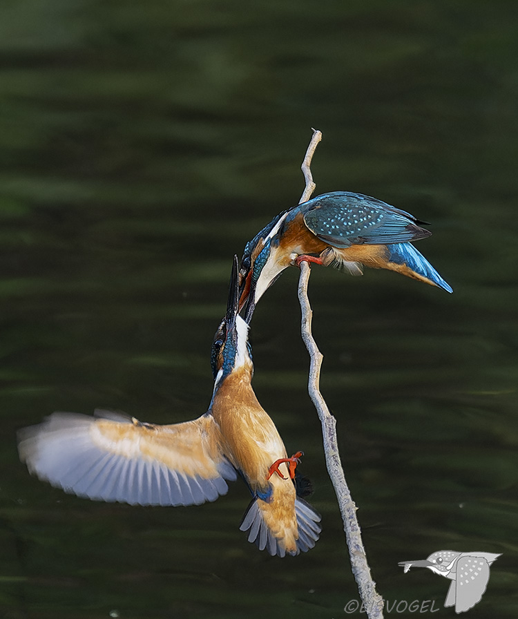 今日のカワセミ　 Eisvogel des Tages    
※久しぶりに縄張り争いの撮影チャンスに恵まれました・・・         
#カワセミ #縄張り争い #野鳥撮影 #Kingfisher #Z9