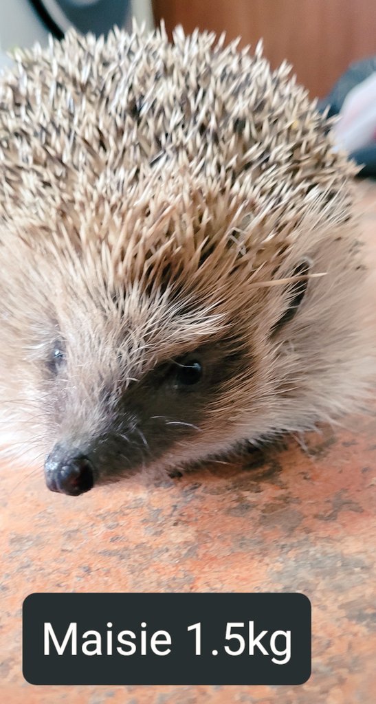 Maisie was returned to Finder on Thursday 2 May.
A very large #hedgehog now at 1.5kg! .. and yes, she can fully curl 😄
12 weeks of antibiotics in total to clear her chest infection, but look at her now!
No rattle when she breathes, perfect 😊🦔
#Pricklypals