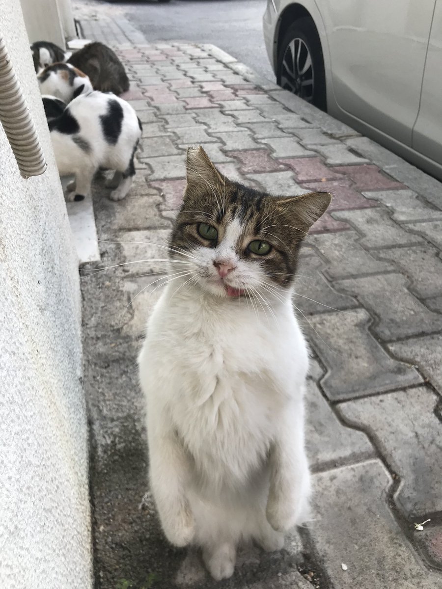 Çekimi size ait kedi fotoğrafı bırakalım mı? Ortalık kedilensin, başlıyorum.