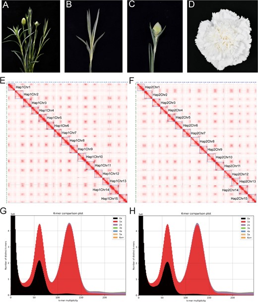 🌸 Unlocking the genetic secrets of carnations: 'Baltico' variety genome assembly reveals haplotype-resolved gap-free structure. 🧬 #CarnationGenomics @OxfordJournals Details:doi.org/10.1093/hr/uha…