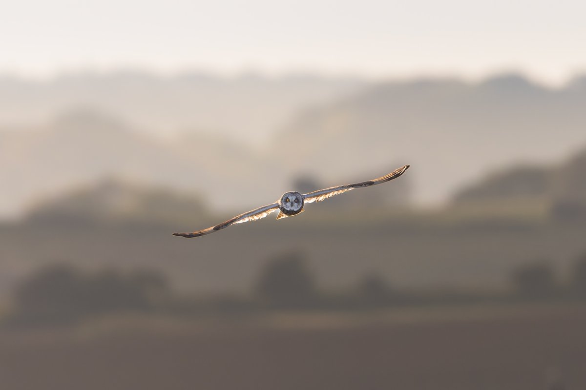 One eyed Short-eared owl from Cley this morning.
#norfolk #norfolkwildlife #norfolkbirds #birding #nikon #birds #wildlife #birdphotography #backlit #wildlifephotography #naturephotography #britishbirds #nwtgallery #shorty
@NWTCleyCentre
@NorfolkWT