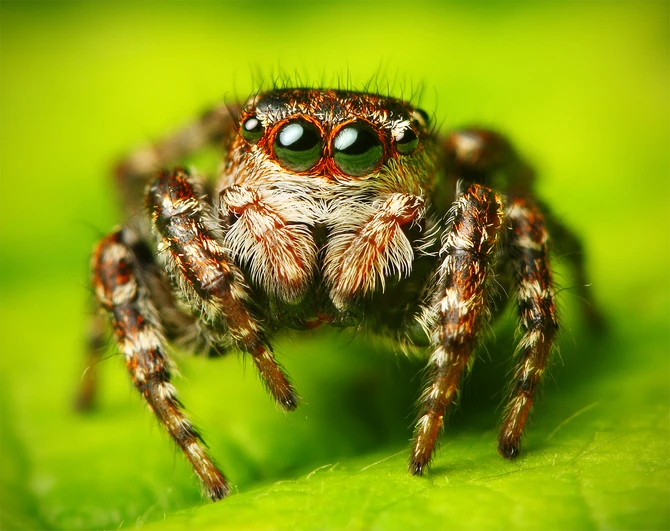 #KnowledgeByte: Do you know what is #Casadastraphobia or #Arachnophobia? A #Phobia is an anxiety disorder defined by a persistent and excessive fear of an object or situation. What are the different types of Phobia? knowledgezone.co.in/posts/Common-P…