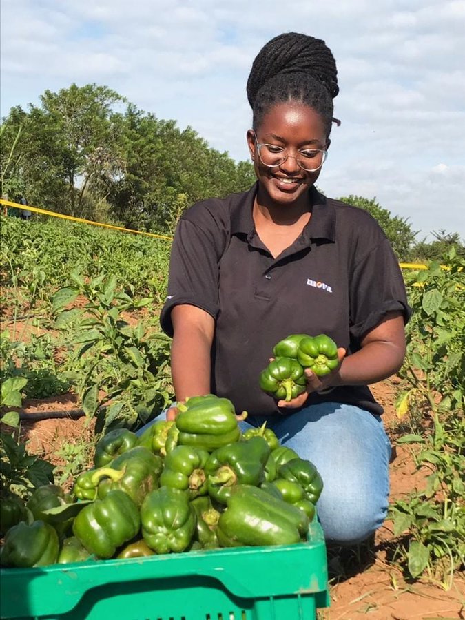 If we continue to obtain a happy harvest like this, the #Agrifoodsystem will be successful soon

We, the youth in agriculture have duties to influence agriculture and move it from where it is to the success we desire for
#YouthInAgriculture
