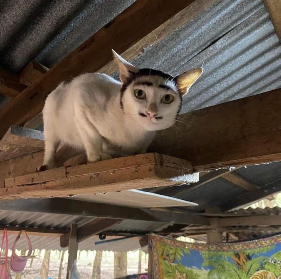 catshouldnt's tweet image. what an interesting gentleman