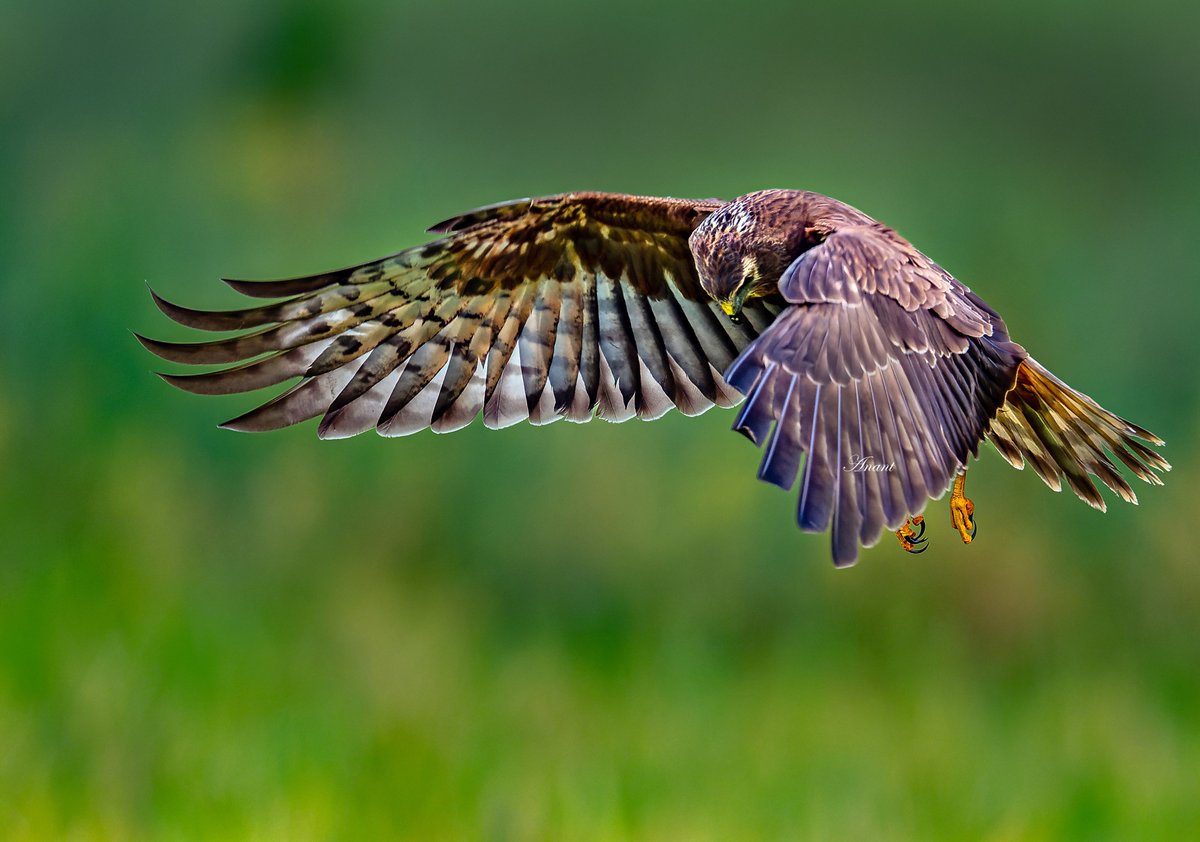 'Close, Hi-res scanning'
By a Juvenile Pied Harrier at Port Blair

#beautifulbirds #world_bestnature #Birdwatching #bird #BirdPhotography #photographylovers #birding #photoMode  #TwitterNatureCommunity #BBCWildlifePOTD #ThePhotoHour #IndiAves #IndiWild @natgeoindia @NatGeoPhotos
