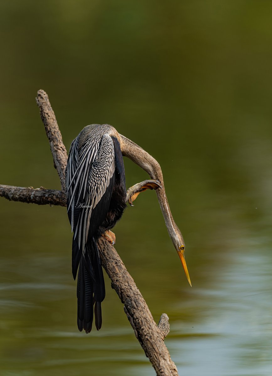 This itchy medical condition is known as 'Darter's Neck'...😀 Oriental Darter at Bharatpur #beautifulbirds #world_bestnature #Birdwatching #bird #BirdPhotography #photoMode #TwitterNatureCommunity #BBCWildlifePOTD #ThePhotoHour #IndiAves #IndiWild @natgeoindia @NatGeoPhotos