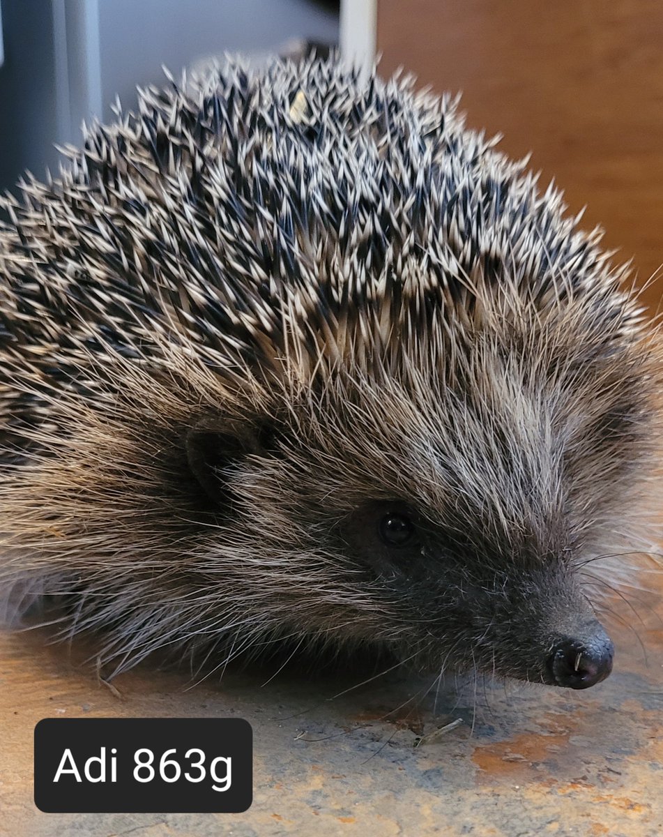 863g Adi returned to his home in  Borehamwood yesterday. 
He'd lost quite a bit of weight in the pre-release garden, but he is still a good weight for his size & now super fit 😄
He's so tiny compared to my other #hedgehogs 
You'd never know he'd been scalped. Such a sweetie 🥰🦔