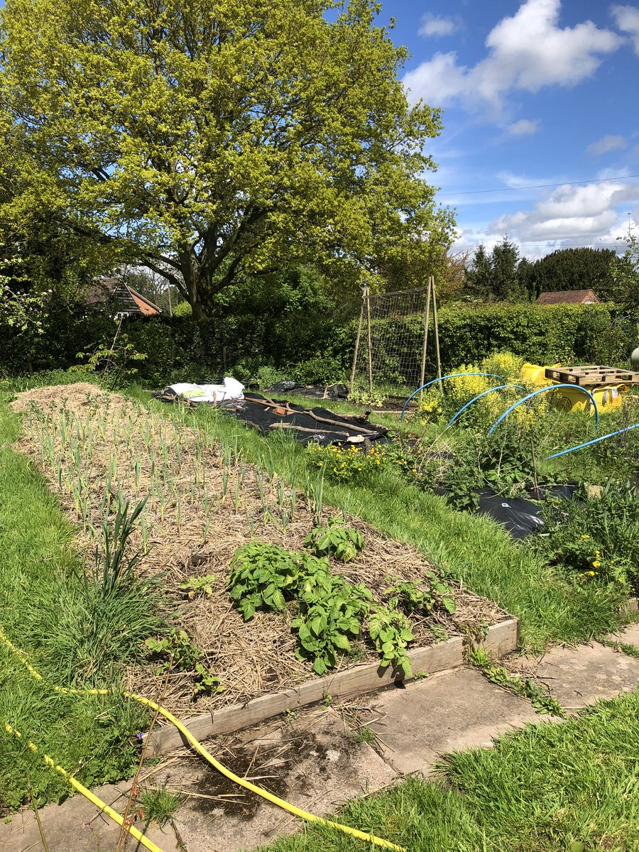 Glorious out here and I slept so long I missed most of the morning 😭

 #gardening #GardeningTwitter #smallholding #homegrown #growyourown