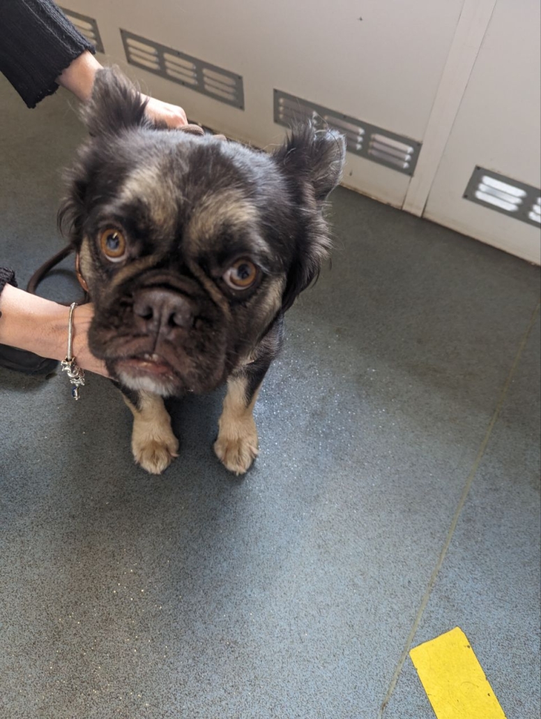 Please retweet to HELP FIND THE OWNER OR A RESCUE SPACE FOR THIS FOUND / ABANDONED DOG #RUISLIP #HILLINGDON #LONDON #UK Female FRENCH BULLDOG CROSS , chip not registered, found 29 APRIL. Now in a council pound, she could be missing or stolen from another region. Proof of…