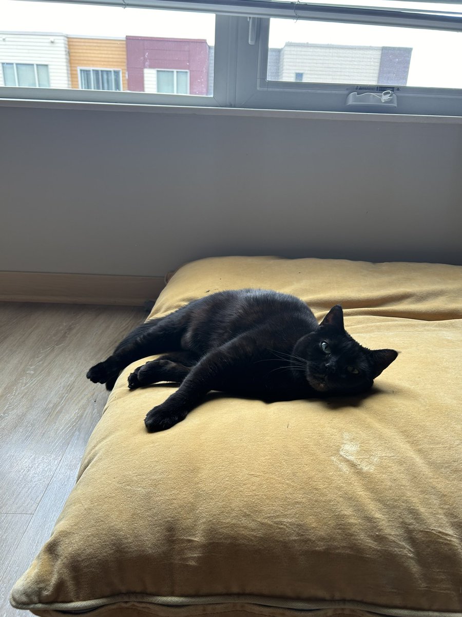 Bandit pillow gm ☀️ ☺️