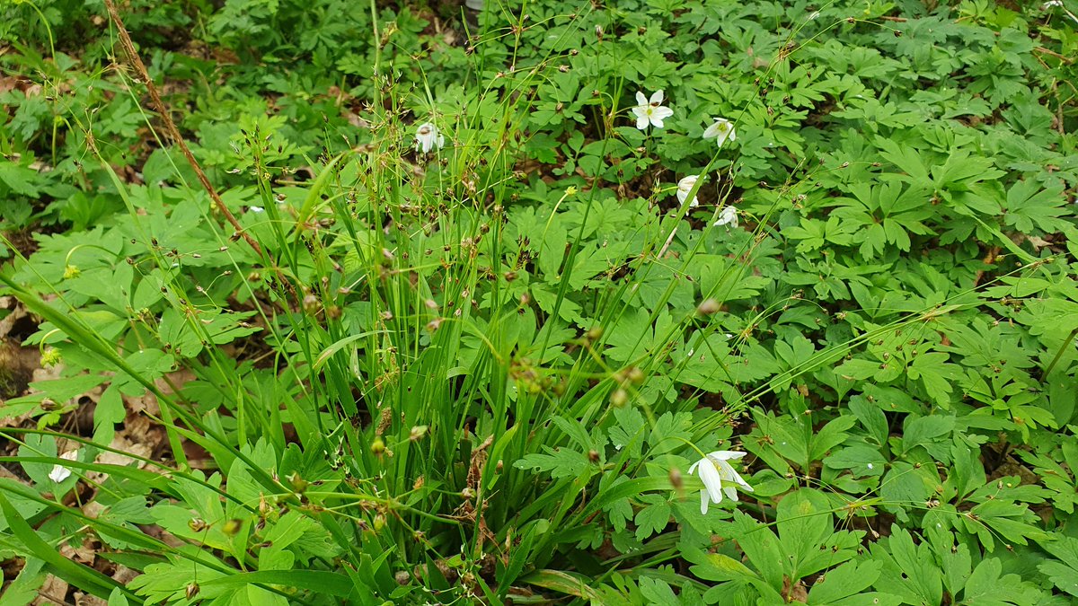 We kicked off our 2024 field meetings last weekend at Barlings Park Wood, with a great turnout of attendees and a fantastic showing of woodland flora! We welcome anyone with an interest in Natural History, and all our upcoming meetings can be found here: lnu.org/meetings/field…