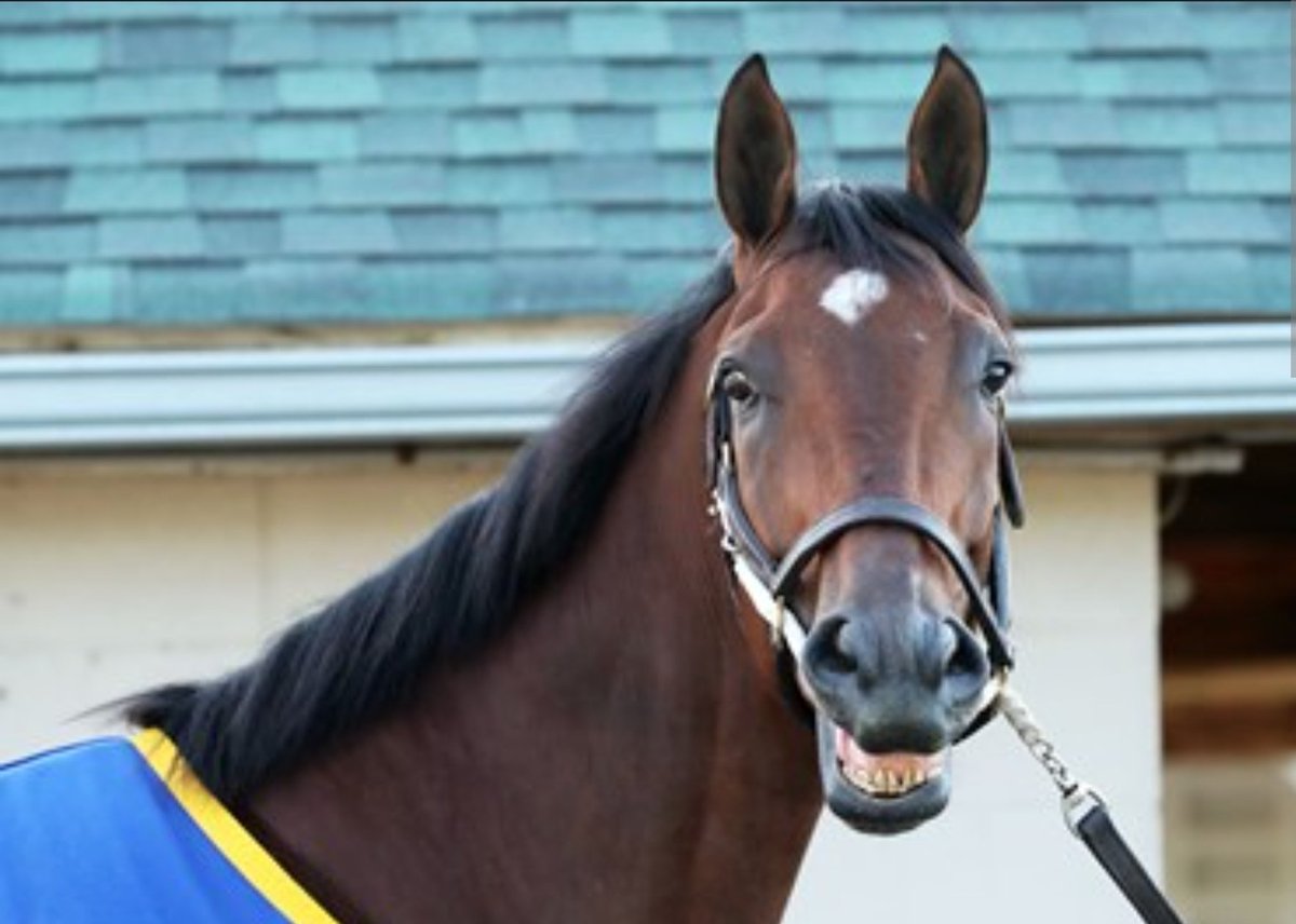 TimmySystem's tweet photo. This year's #KentuckyDerby150 pick is Catalytic. #5 horse can't lose! 
#GamblingTwitter #SportsGambling #SportsbettingPicks https://t.co/LaS5jYv2hm
