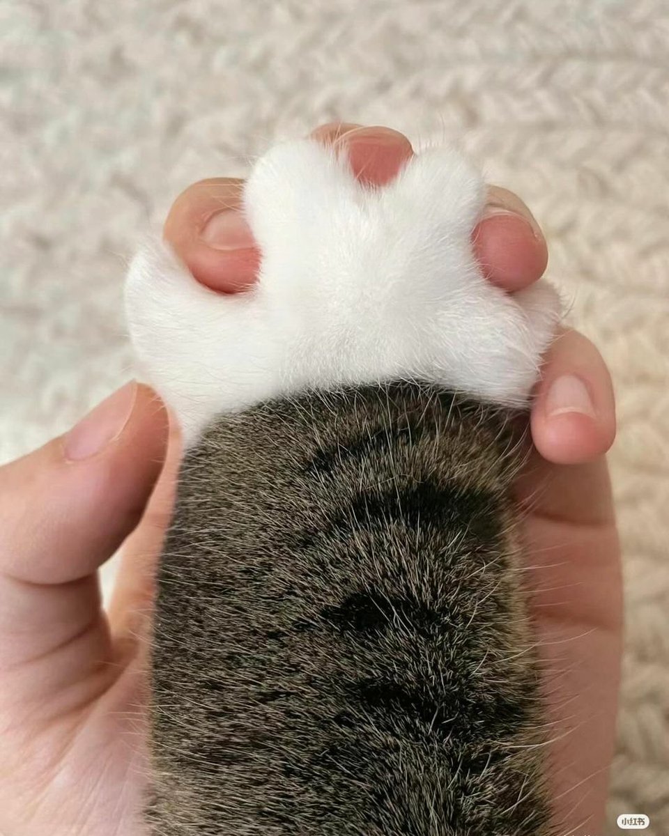 The cutest paw ever! 🐾