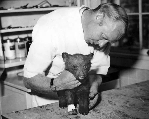 In May 1950 the Capitan Gap fire raged through Lincoln National Forest. Firefighters found a badly burnt bear cub separated from its mother. They brought the cub back to a fire camp where it came under the custody of  New Mexico Game & Fish.

'He  spent the next 25 years at the