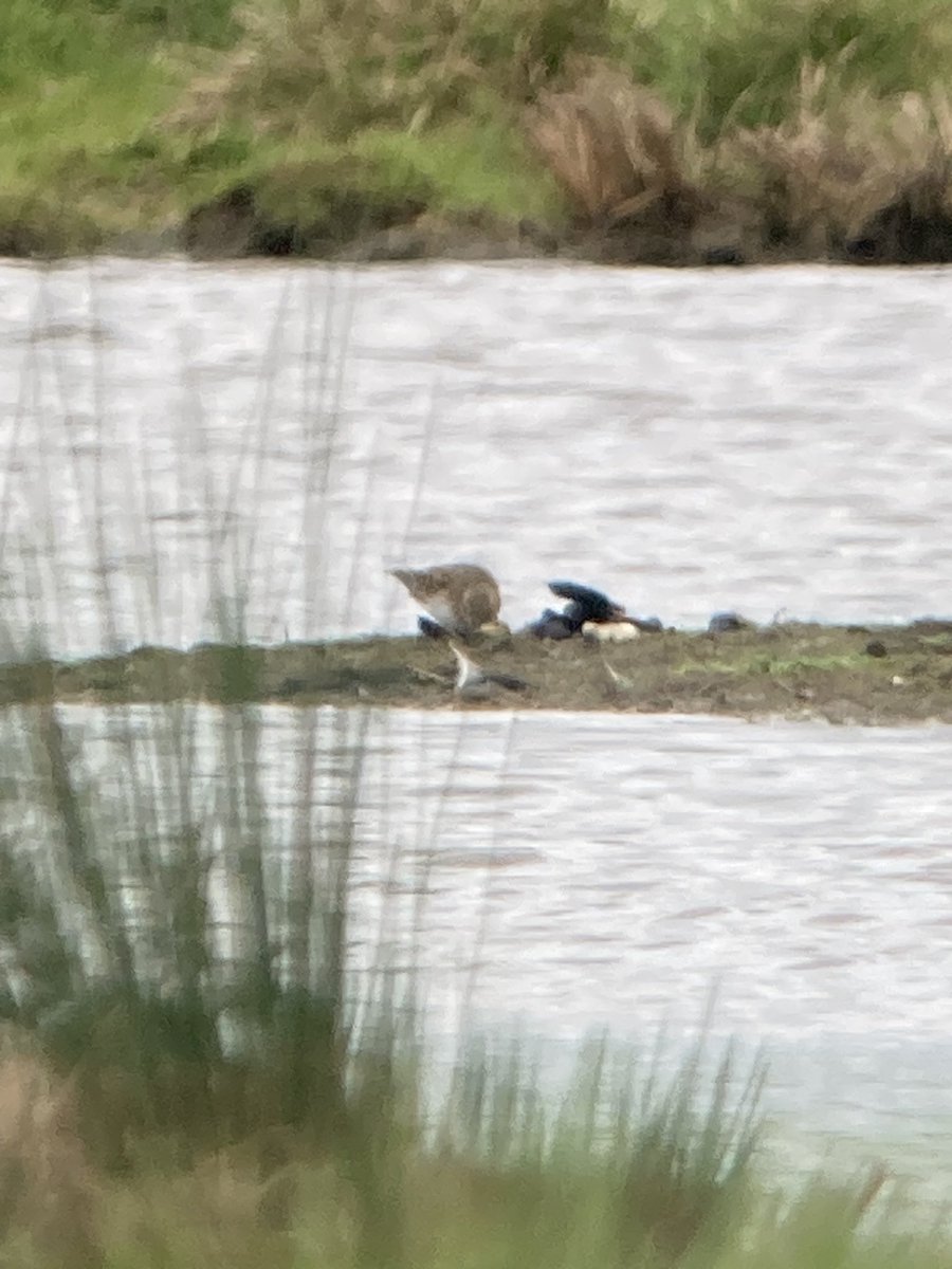 The stint at Exminster Marsh still present distantly this evening but in better light re- identified by @ExminsterMarsh and @leighlock1 as a Temmincks Stint - a few more pics attached from yesterday - others better pics yesterday confusingly showed a brighter bird