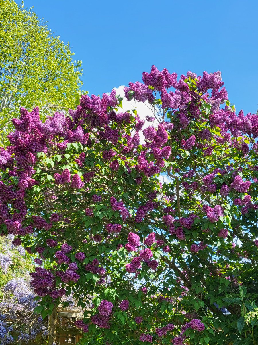 What a glorious Saturday we have been having, May got the memo and pulled it out the bag!! 
#BeKind #SpringSunshine #WeekendVibes