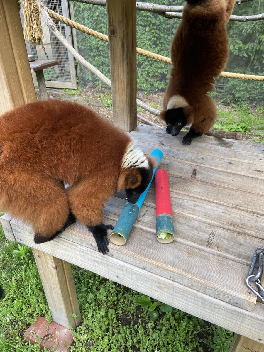 May the 4th be with you! The Force is strong with the red ruffed lemurs after receiving lightsaber enrichment. #StarWarsDay 📸 Taylor