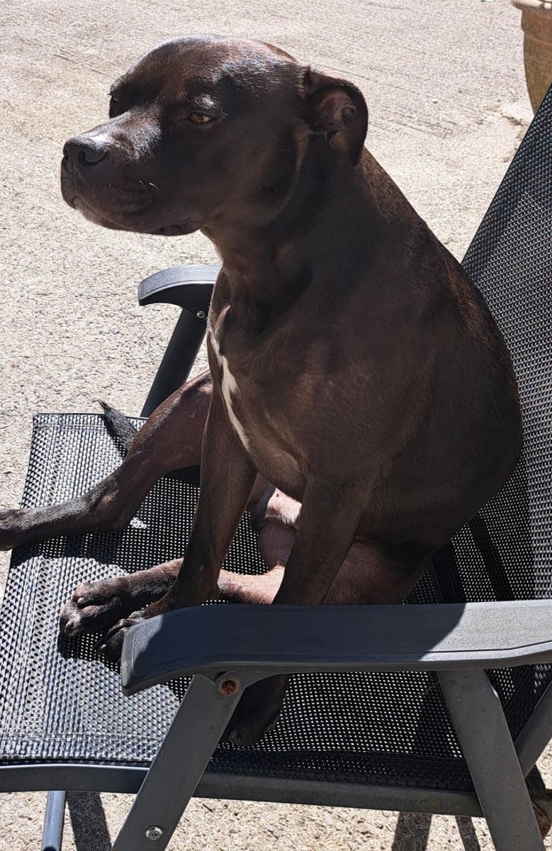 Even #tarw boi the #staffie #pup loving the rays 🤣😎🌞 #staffiesaturday #staffordshirebullterrier #BankHolidayWeekend @Rosie5278 @Staffie_Lovers