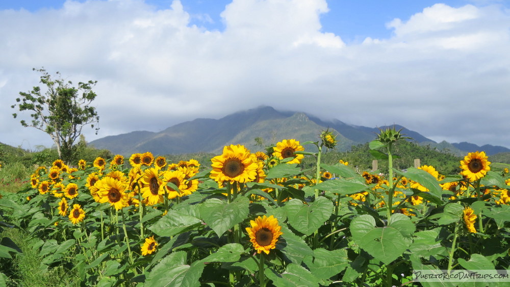 Get Inspired #PuertoRico - Finca De Rustica (from 2018) #estaesmiisla