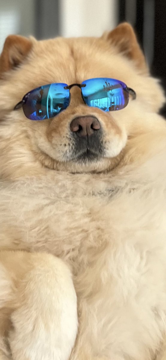 When even your dog named Maui loves her @OfficialMauiJim sunglasses