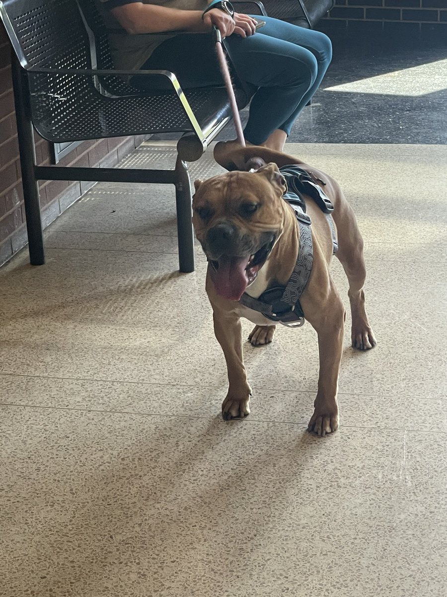 Male dog found near 4300 N keeler. Super friendly, wearing a harness. Please contact 017th District for more information. 312- 742-4410