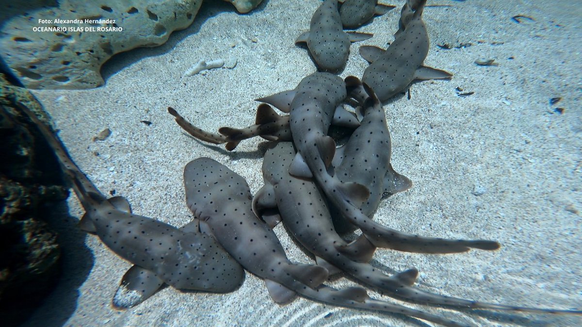 '¡Gran noticia para la conservación marina en Colombia! @ParquesColombia en colaboración con  el Oceanario-Centro de Investigaciones Ceiner logra un hito crucial: el primer repoblamiento de Tiburones gato en Islas del Rosario. 🌊🧵