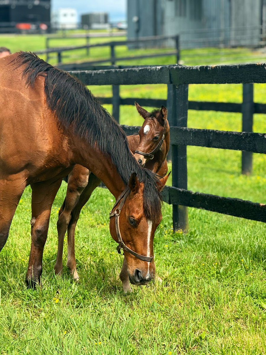 TomRyanKY's tweet photo. Oaks Day colt by Quality Road. Stretching his legs on Derby morning over at Atlas Farm. #SFbred https://t.co/1sAPTO2lVt