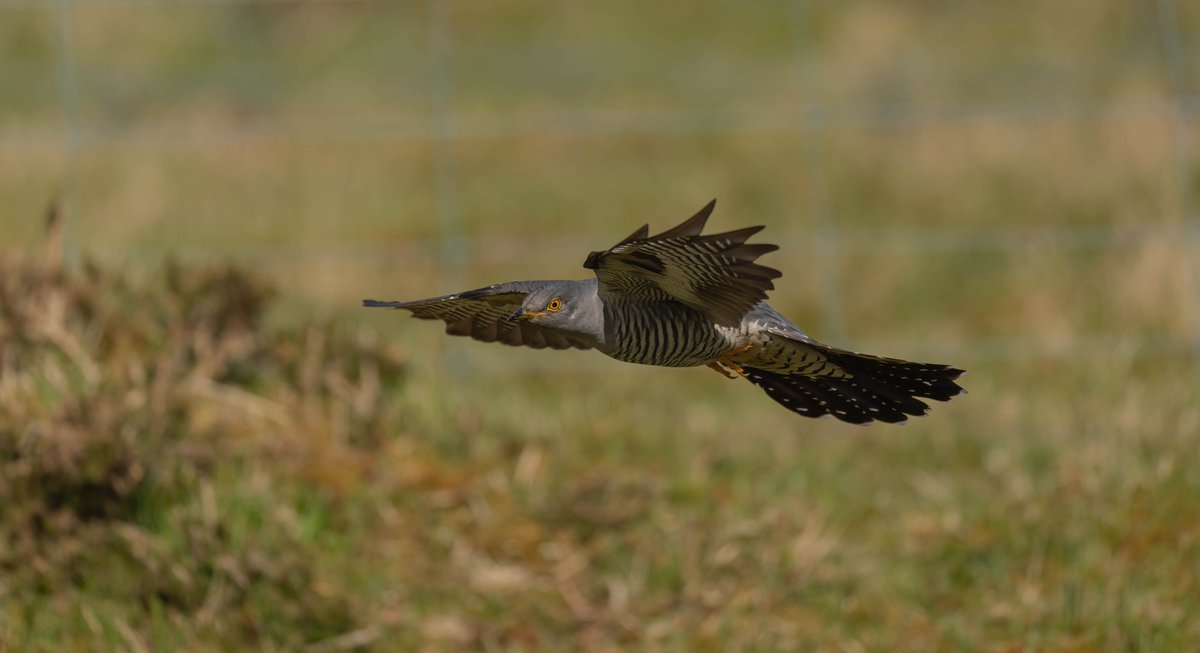 It’s all about Cuckoos right now as birds are arriving back to the UK. 😀 Thanks to Mark for sharing these brilliant photos! Have you heard or seen one yet? 📷 Cuckoo © Mark Sturman