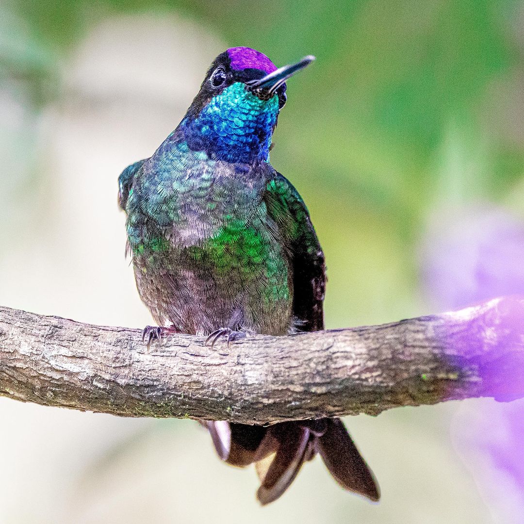 mikieoninsta The Magnificent Hummingbird — split in “Rivoli’s” in SW U.S. to/through Nicaragua and “Talamanca” in Costa Rica & Panama (after the Talamanca Mountains)