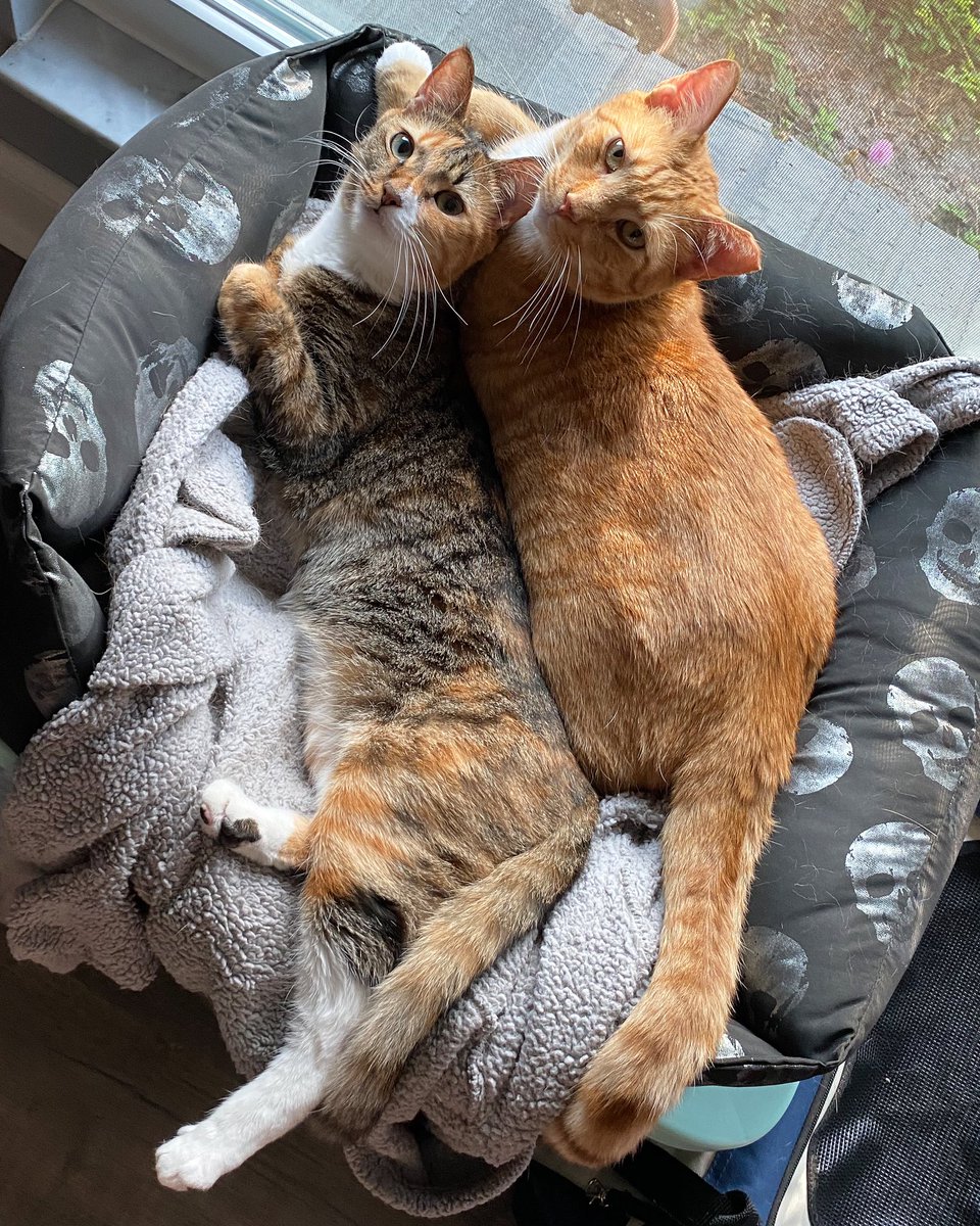 BOCA: 'Do you not have enough photos of us being lazy and sleeping yet?!' US: Never!! 😍🥰🧡🤍🤎 #HappyCaturday #Caturday #CaturdayMeowning #BOCA