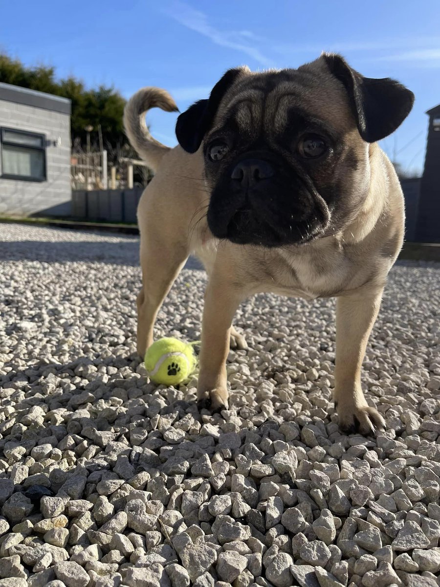 Luna the 3 yr old Frug … a cross between a pug and a frenchie
She’s looking for a new home.. she was unfortunately in a home that struggled to manage her, it was just a busy household with no boundaries or security… it really didn’t lack in love 
#Nottinghamshire #Derbyshire