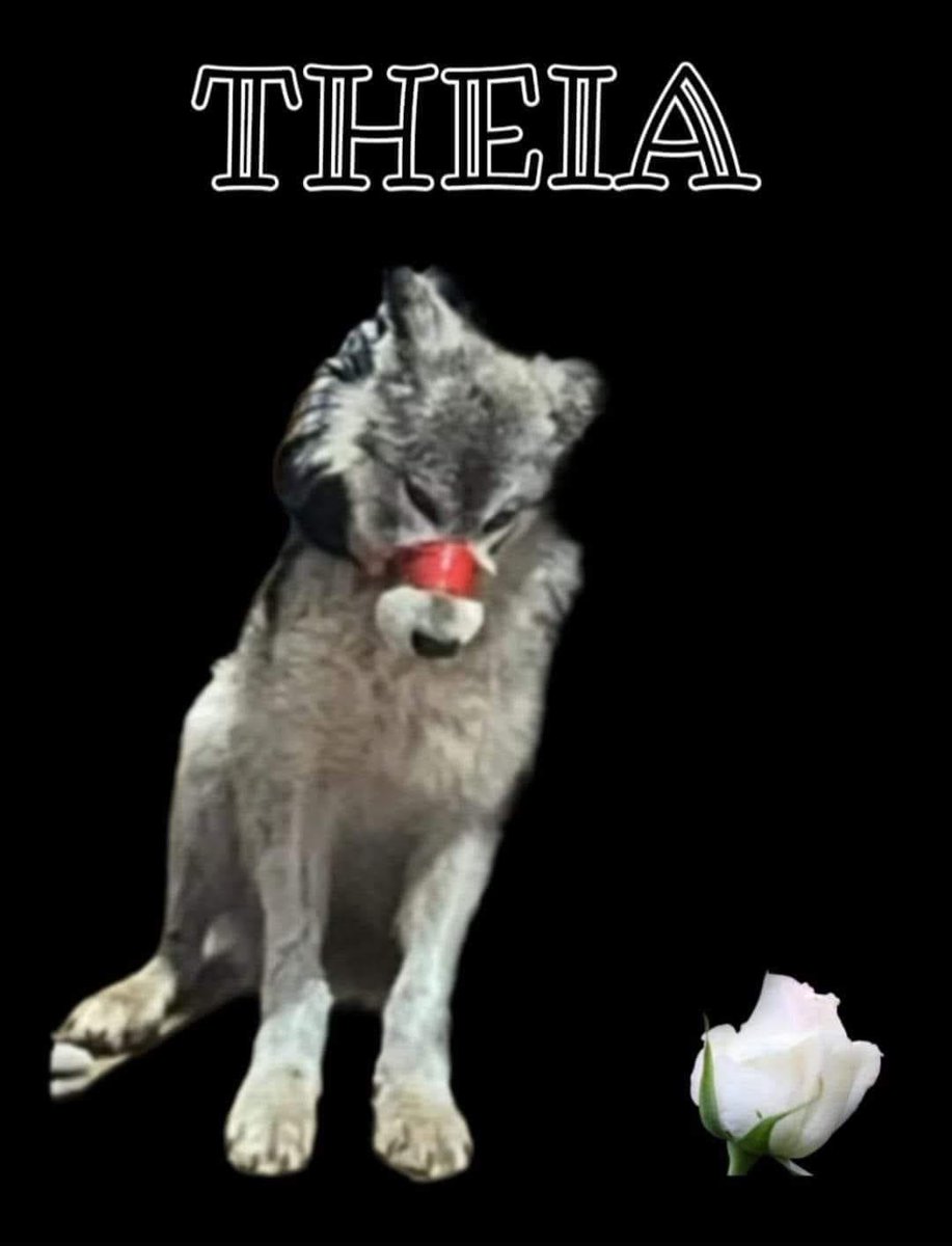 #savethewolves HER NAME IS THEIA
'Wayne Pacelle, president Center for a Humane Economy, Theia, the Greek goddess of light, sight &prophecy ,she will be remembered as noble creature whose sacrifice will drive movement toward humane policies Remember her
 #MeToo #mentoo #animalstoo
