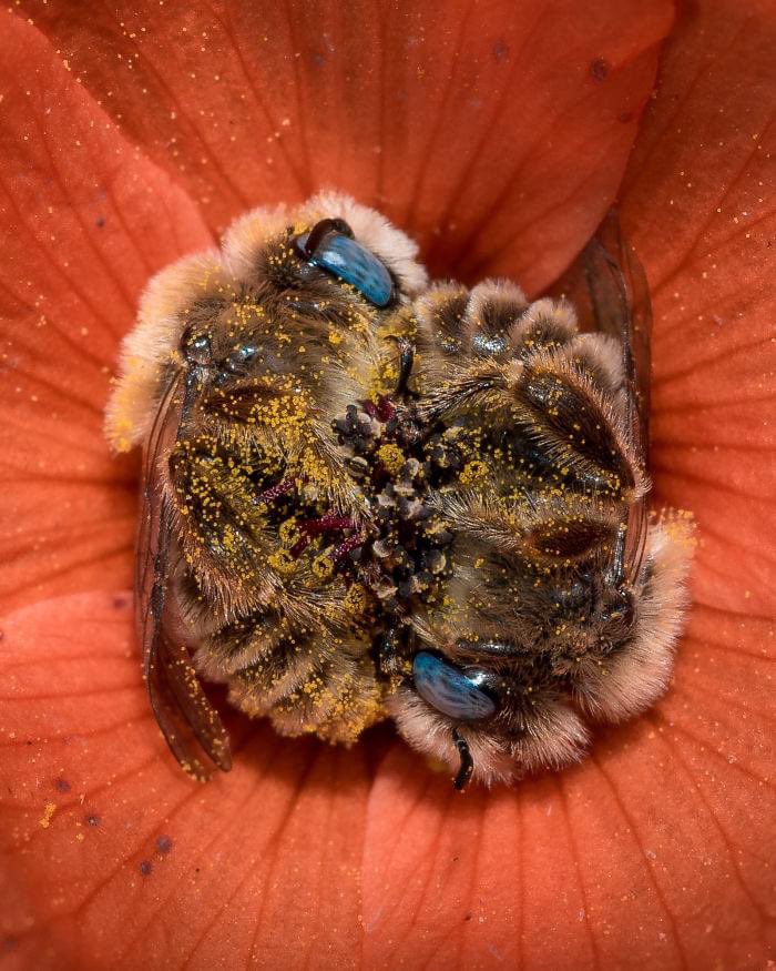 เจ้าผึ้งสองตัวนี้ ถูกพบกำลังหลับอยู่ในกลีบดอกไม้หลังจากเหนื่อยจากการผลิตน้ำผึ้งครับ❤️ผึ้งมีอายุเฉลี่ย 40 วัน (แล้วแต่สายพันธุ์ครับ) ในช่วงวงจรชีวิตของมัน ผึ้งหนึ่งตัวจะสามารถผลิตน้ำผึ้งได้ประมาณ 1/12 ของช้อนชา ซึ่งได้ประมาณแค่ 0.8 กรัมเท่านั้นครับ